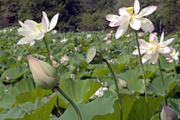 Lotus leaves in a field