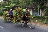 Two Indonesian farmers riding bicycles that are piled high with crops.