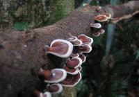 Tropical wild mushroom