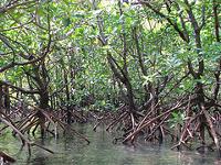 Mangrove plants surrounded by water