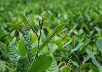 Tea leaves on a plantation