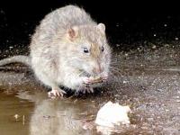 Rat eating food scraps by the water