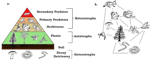 Food webs parameter from top to bottom - Secondary predator, Primary predator, Herbivores, Plants, soil and Decay detrivores