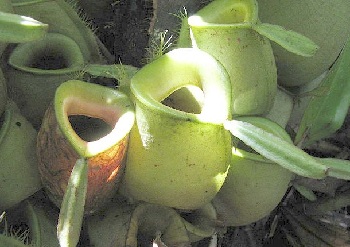 pitcher plant featured